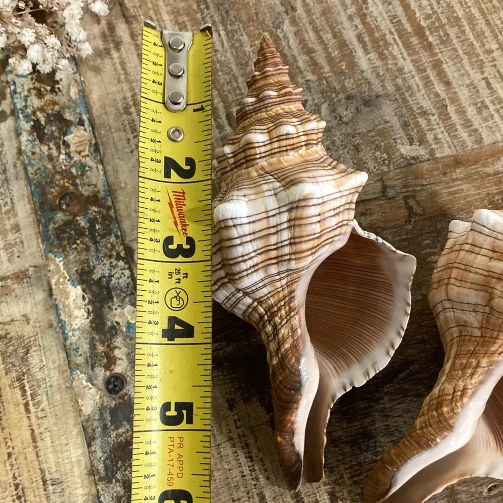 2 Seashells Cream / Light Orange / Brown Neutral Decor Beach Shell Nautical